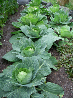 Капуста б/к Валентина F1 0,2г  Мировые Семена VITA GREEN