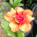 Адениум обесум THONG PHANLAN