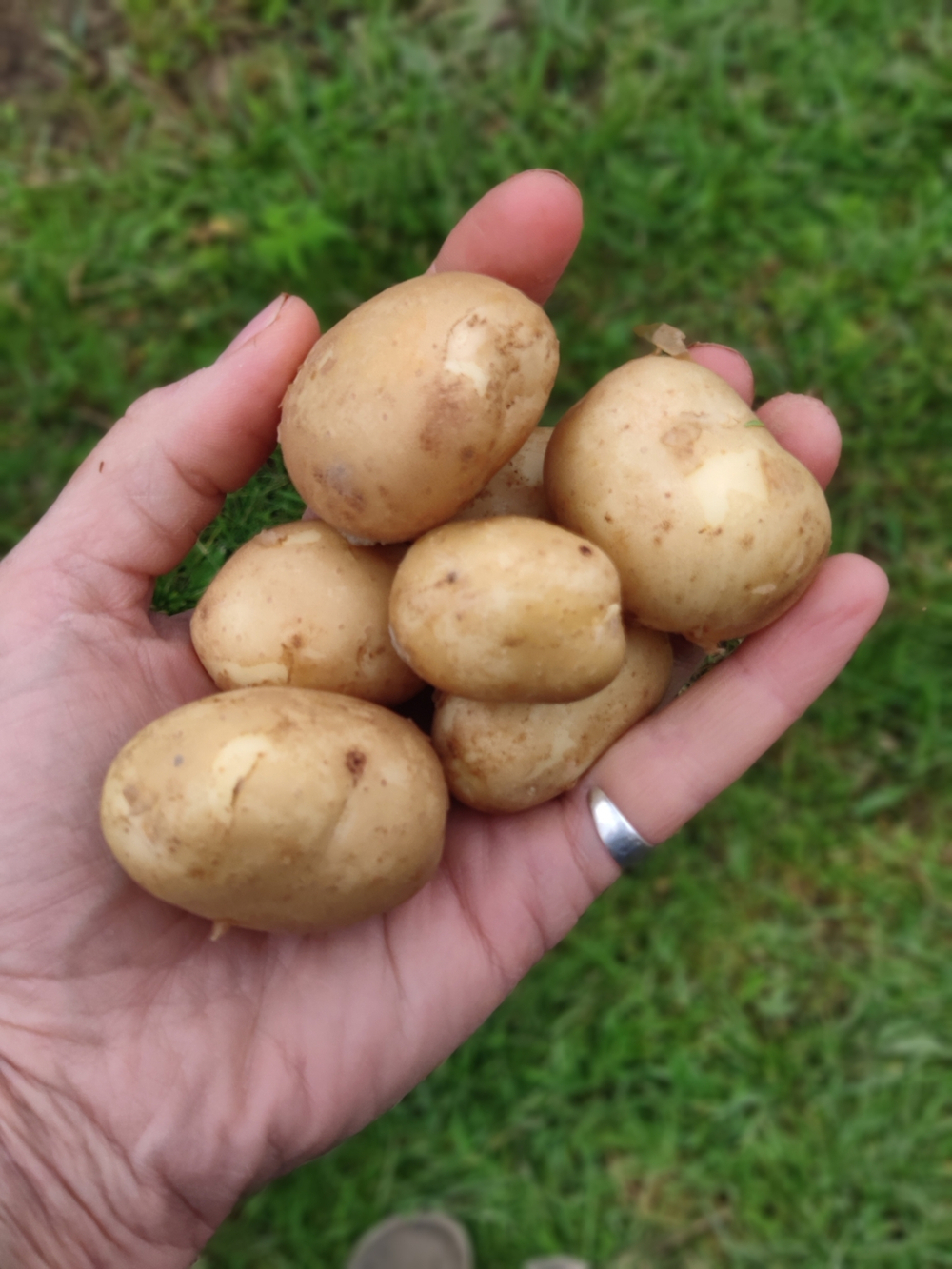 Картофель чищеный