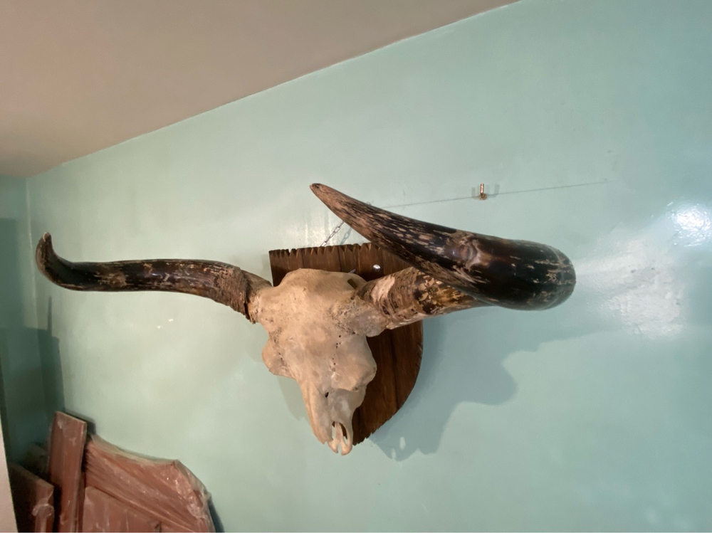 Череп ископаемого бизона