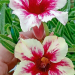 Адениум обесум 253 Ngọc Ngân 2