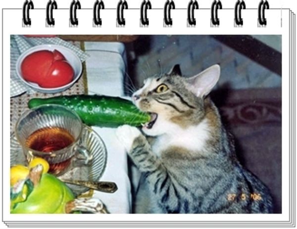 Может ли кошка быть вегетарианкой? Может ли кошка быть вегетарианкой?