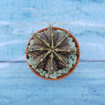 Gymnocalycium Friedrichii (Гимнокалициум)