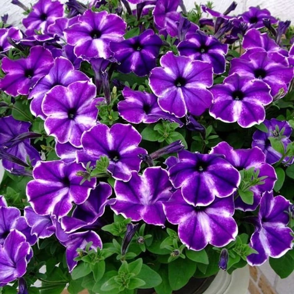 Петуния CRAZYTUNIA PURPLE STORM