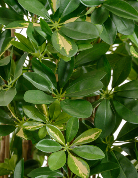 Шеффлера зонтичная зелёная и пёстрая