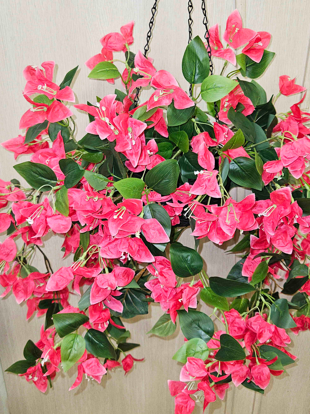 Цветы Бугенвиллии в подвесном кашпо