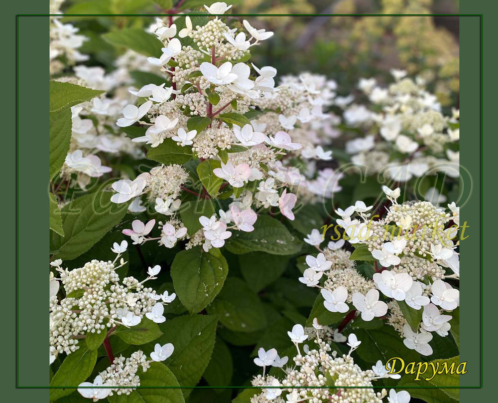 Гортензия метельчатая Дарума (Hydrangea paniculata `Dharuma`)