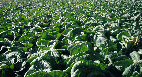 Тобия F1 семена капусты белокочанной (Seminis / Семинис) – фото 5