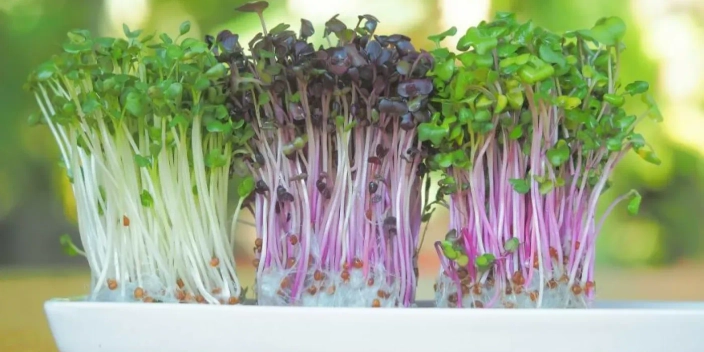 Что такое микрозелень?