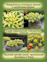 Седум Атлантис такесимский многолетний