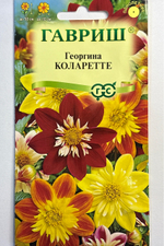 Георгина Коларетте 0,2 г СМЦ-722