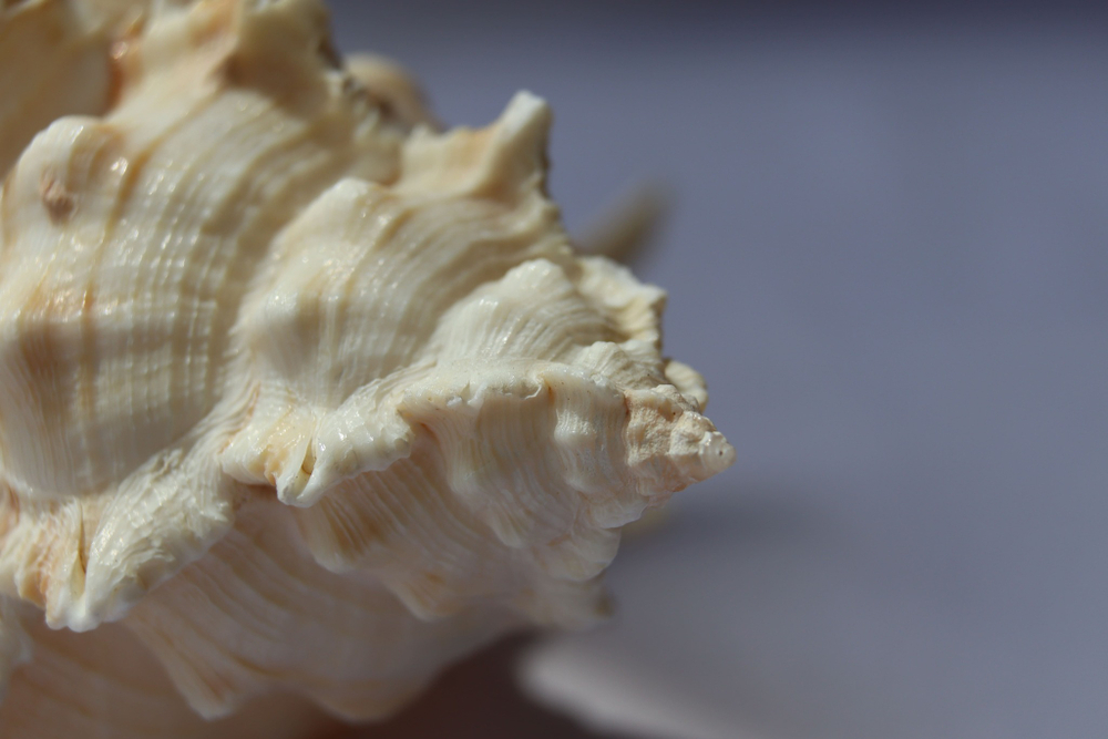 Мурекс плисифероидес (Murex pliciferoides)