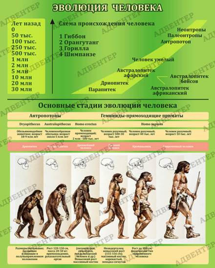 Стенд ЭВОЛЮЦИЯ ЧЕЛОВЕКА 468