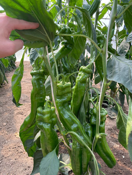 Чоколони F1 семена перца сладкого Rijk Zwaan-Райк Цваан характеристика – фото 7