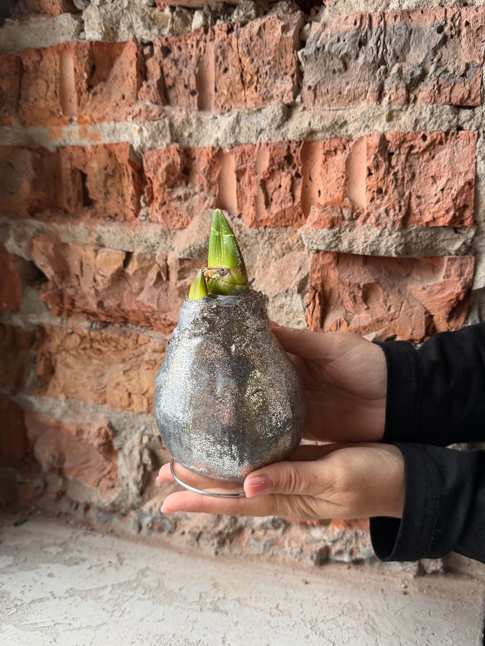 Амариллис луковица - цвет серебро