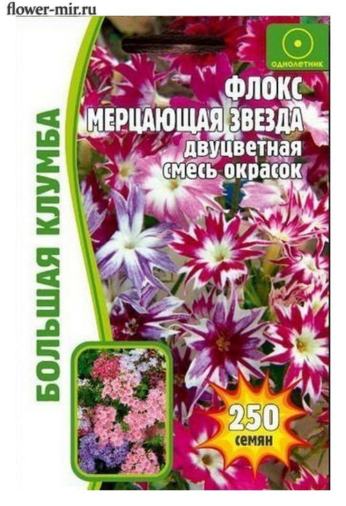 Флокс Мерцающая звезда двуцветная, смесь окрасок