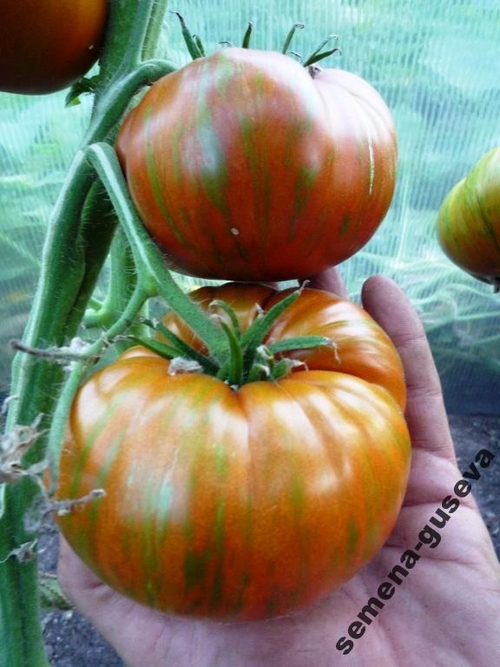 Помидоры Chocolate Stripes