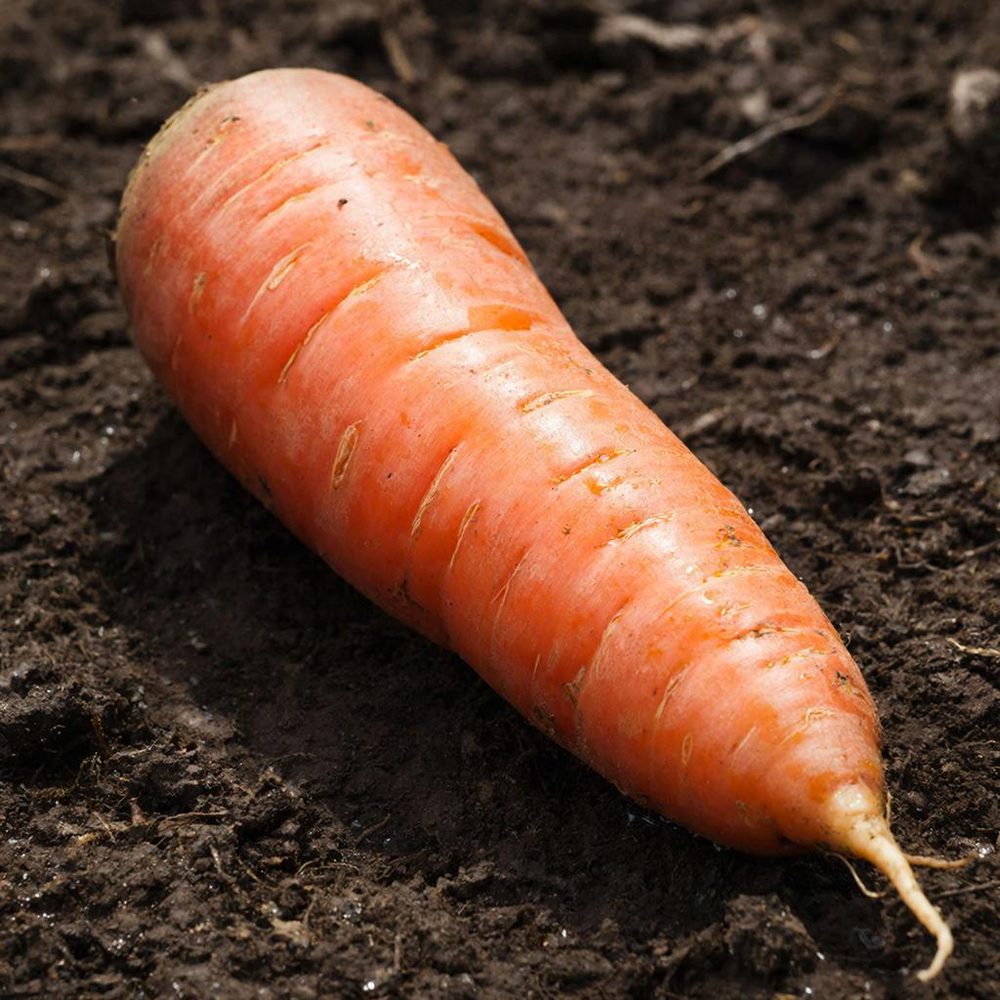 Морковь 235-126 F1 450шт.