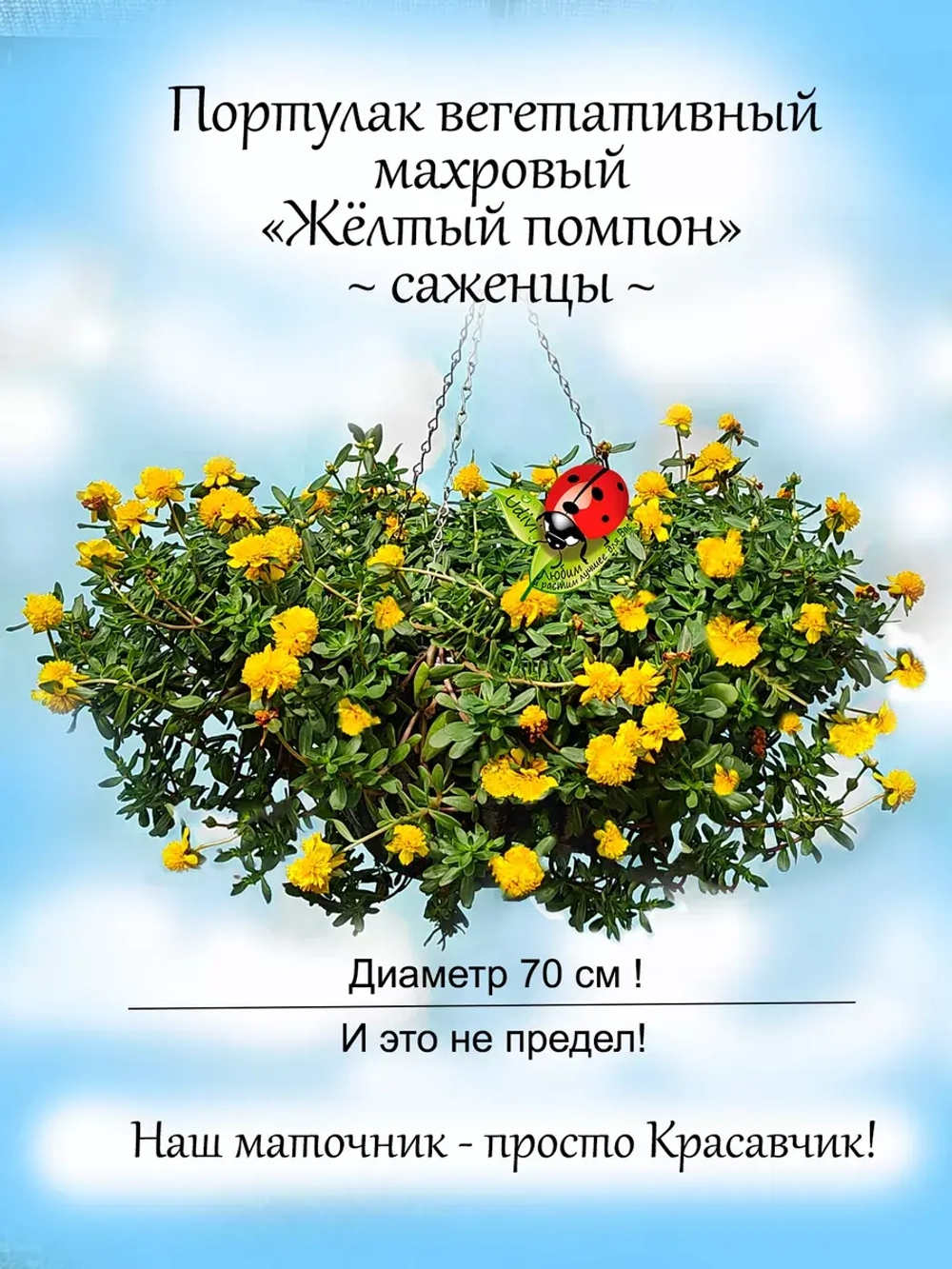 Портулак Вегетативный Жёлтый помпон махровый ампельный