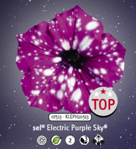 ЕВРО Петуния sky family Electric Purple sky укорененный черенок ОКС