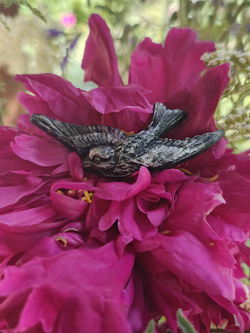 Брошь Спящий котенок черный авторская из полимерной глины ручной работы