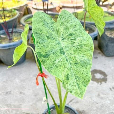 Колоказия PARAISO