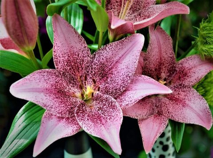 Лилия азиатская Сентури Джой / Century Joy