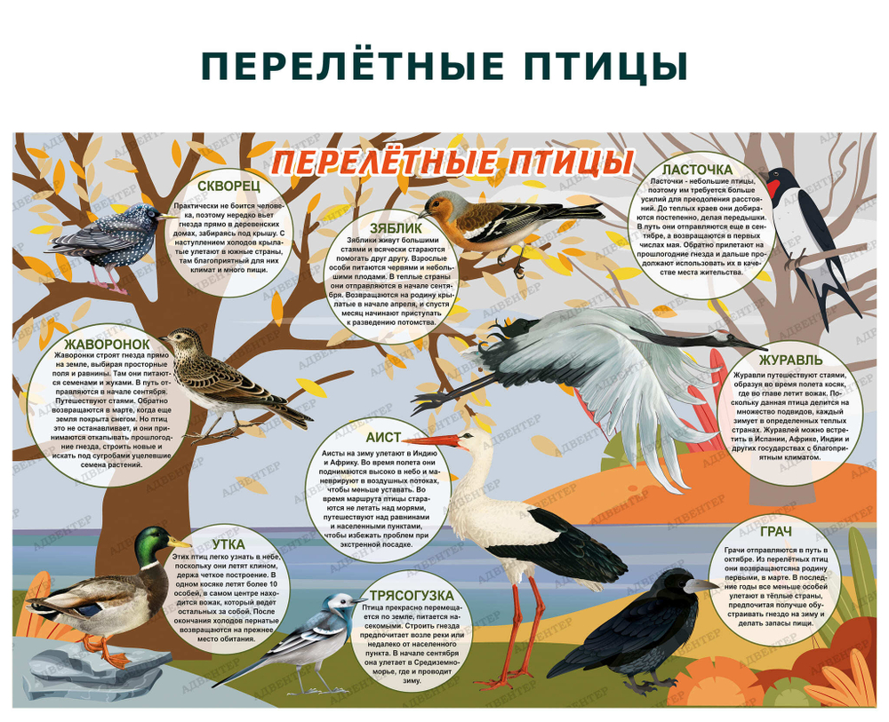 Комплект развивающий Мир птиц: Перелётные птицы, Зимующие птицы, Чем кормить птиц зимой 2155