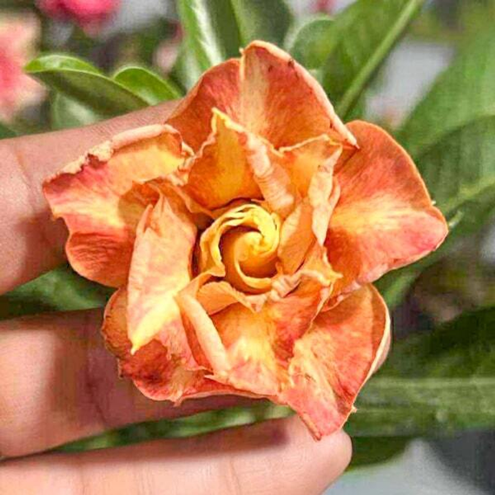 Адениум CHA THAI