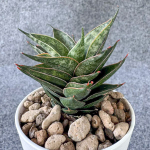 Сансевиерия BLACK ANT