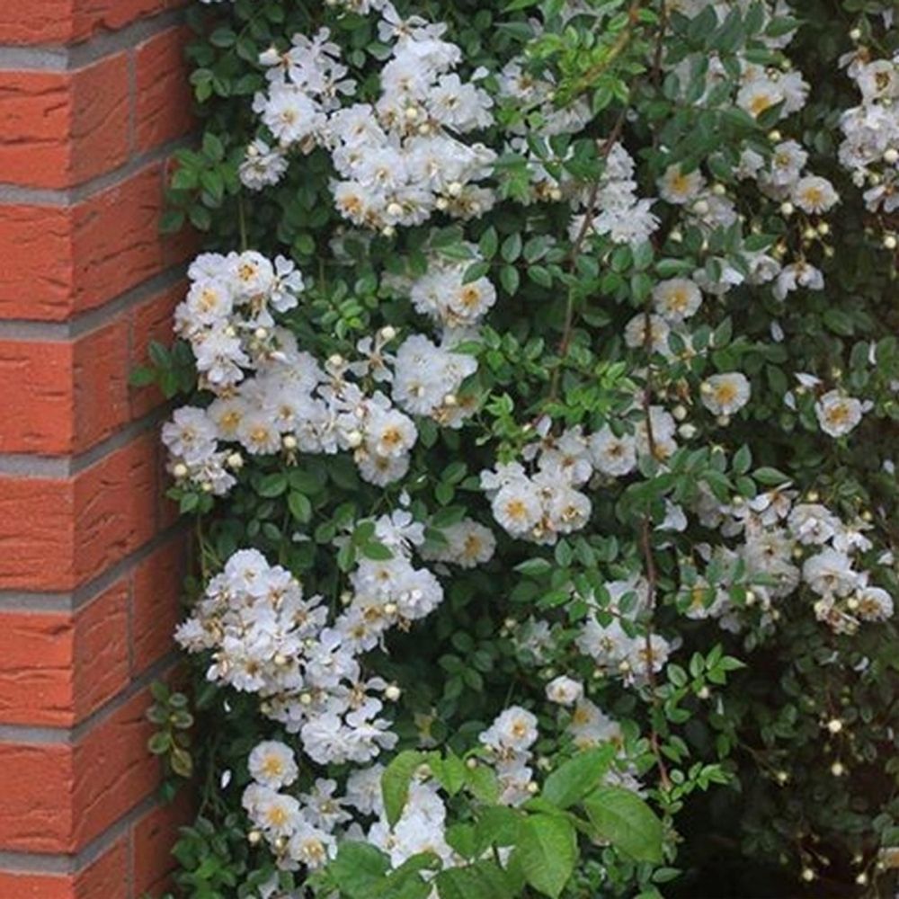 Ниагара Фоллс (Niagara Falls)