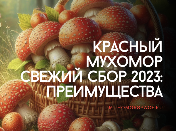 Красный мухомор — свежий сбор 2023: преимущества