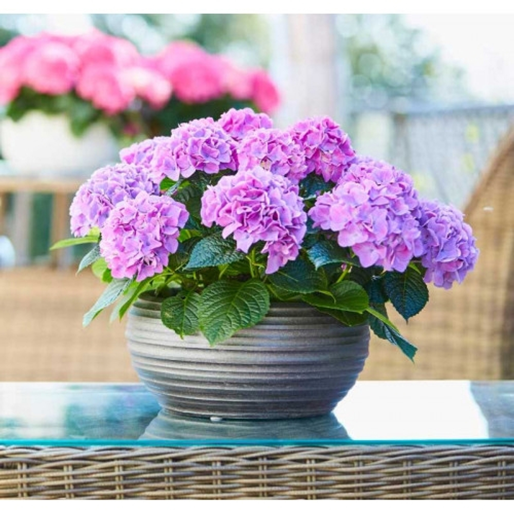 Tabletensia Purple/Таблетензия  Парпл (Стандарт поставки Р9)2025г.