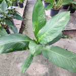 Диффенбахия DAGUENSIS VAR