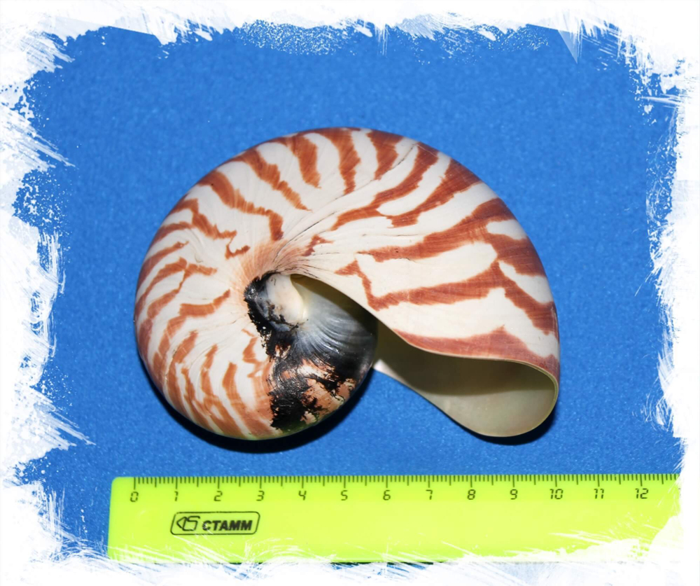 Наутилус Помпилиус размер