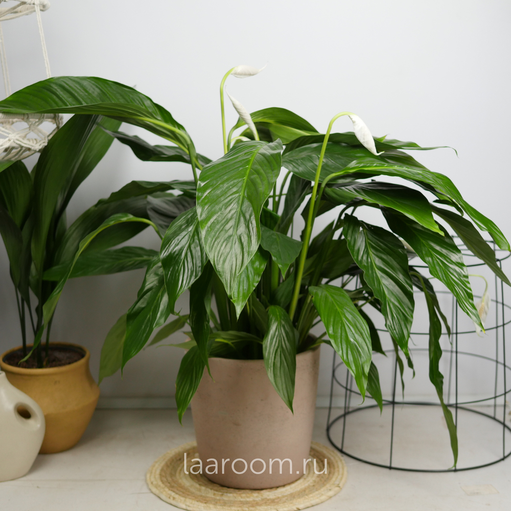 Спатифиллум Свит Лауретта 19/90
