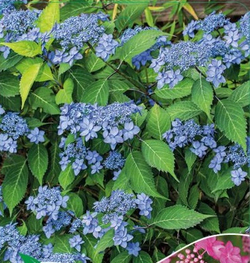 Гортензия пильчатая Морнинг Глори Р9 Закупка М59 апрель 2026