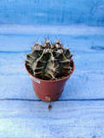 Gymnocalycium Friedrichii (Гимнокалициум)