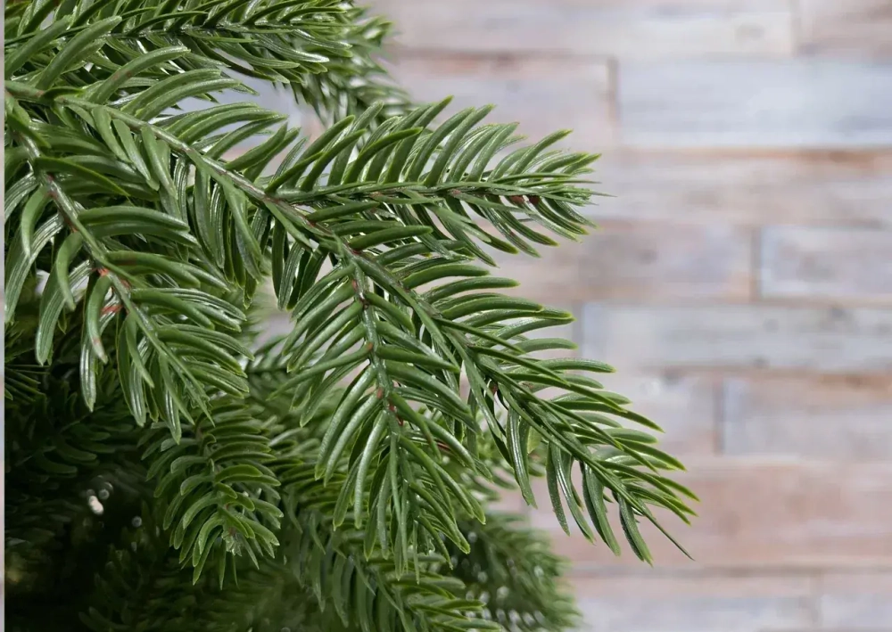 Ель Купеческая, 100% литая хвоя, 155 см., Black Box (74575)