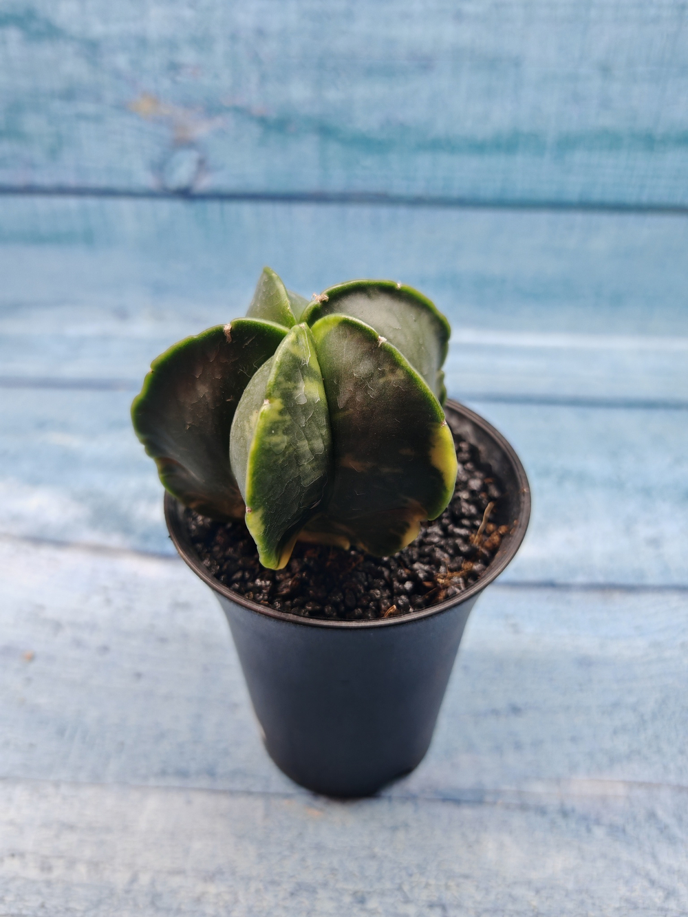 Astrophytum Myriostigma variagate (Астрофитум вариегатный)