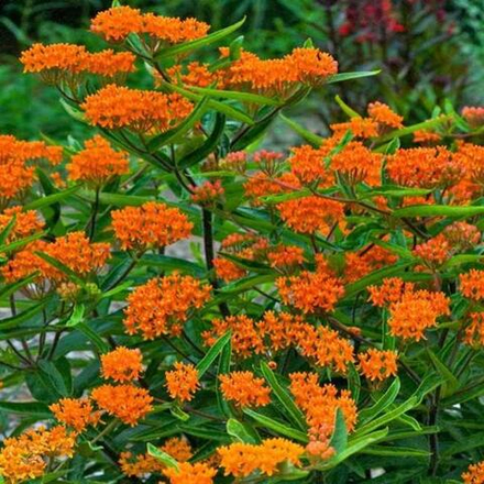 Ваточник туберозовый. Asclepias tuberosa.