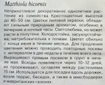 Маттиола Летняя песня 1+1/0,6 г СМЦ-62