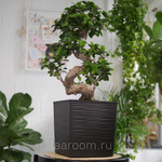 Фикус микрокарпа в кашпо