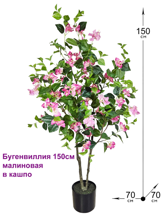 Бугенвиллия дерево 150см малиновая в кашпо