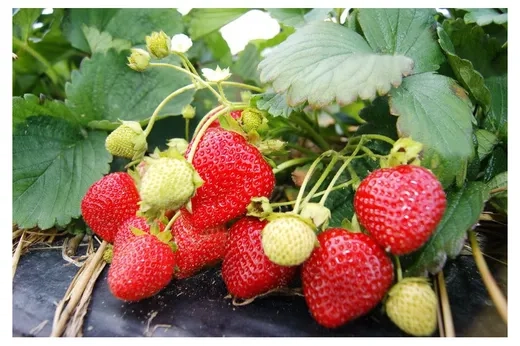 Земляника садовая Вима Кимберли Р9 Закупка М65 май-июнь 2026