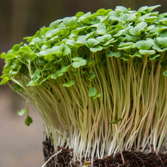 Семена для проращивания Та-цой Топаз (Гавриш)