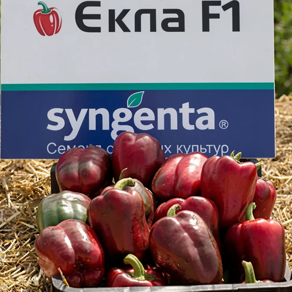 Екла F1 семена перца сладкого (Syngenta / Сингента) – фото 6