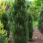 Сосна черная Грин Рокет С5 50-70