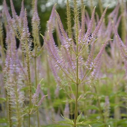 Вероникаструм виргинский "Adoration". Veronicastrum virginicum "Adoration".