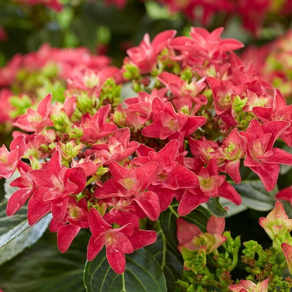 Francy Hot Pink/Фрэнси хот пинк Р11